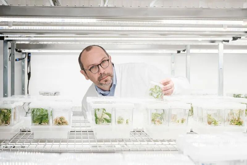 用细胞培育出了木材，比种树快1万倍，这家团队融资210万欧元